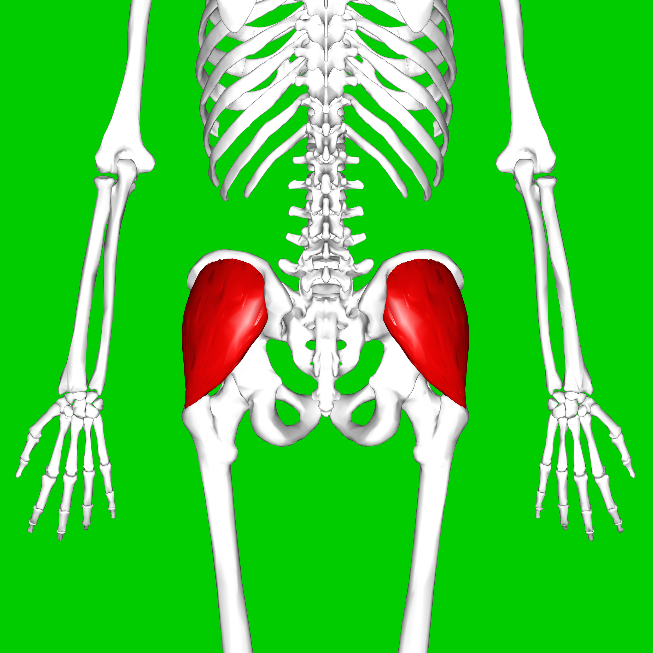 Muscle Of The Month Gluteus Medius — Spears Strong