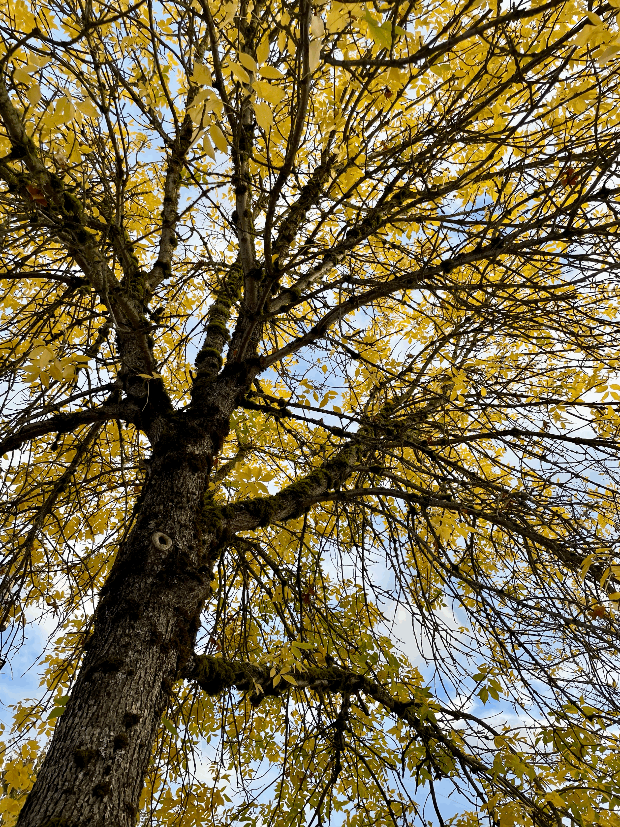 The Power of Breath: Nasal Breathing for Better Health