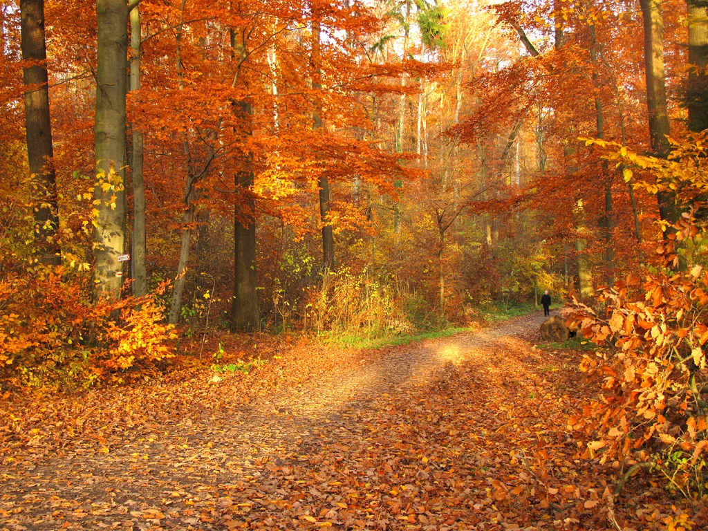 2 Fall Meditations That Will Energize Your Work Week