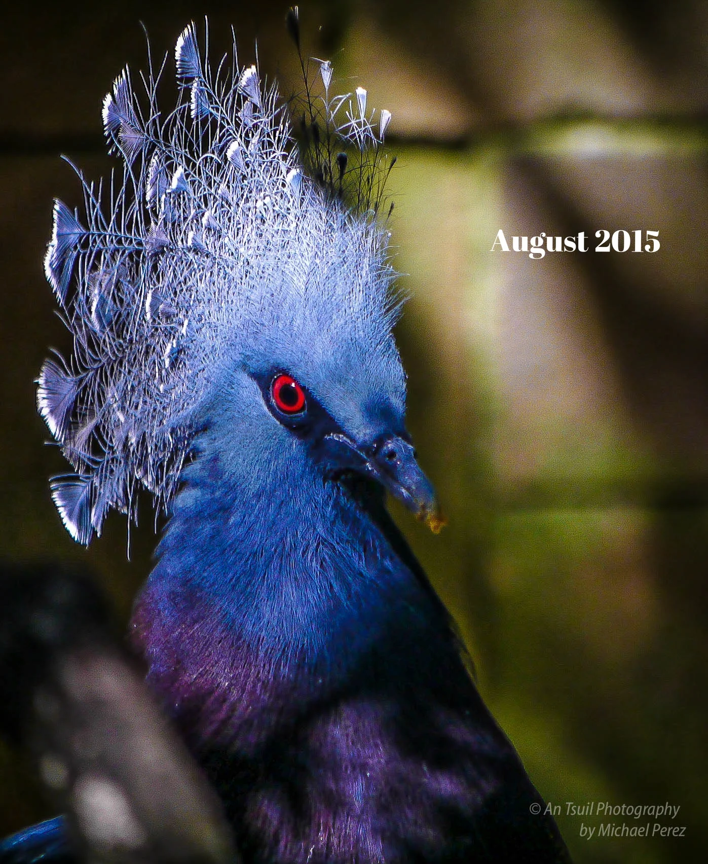 Photo of The Month August 2015 (Copy)