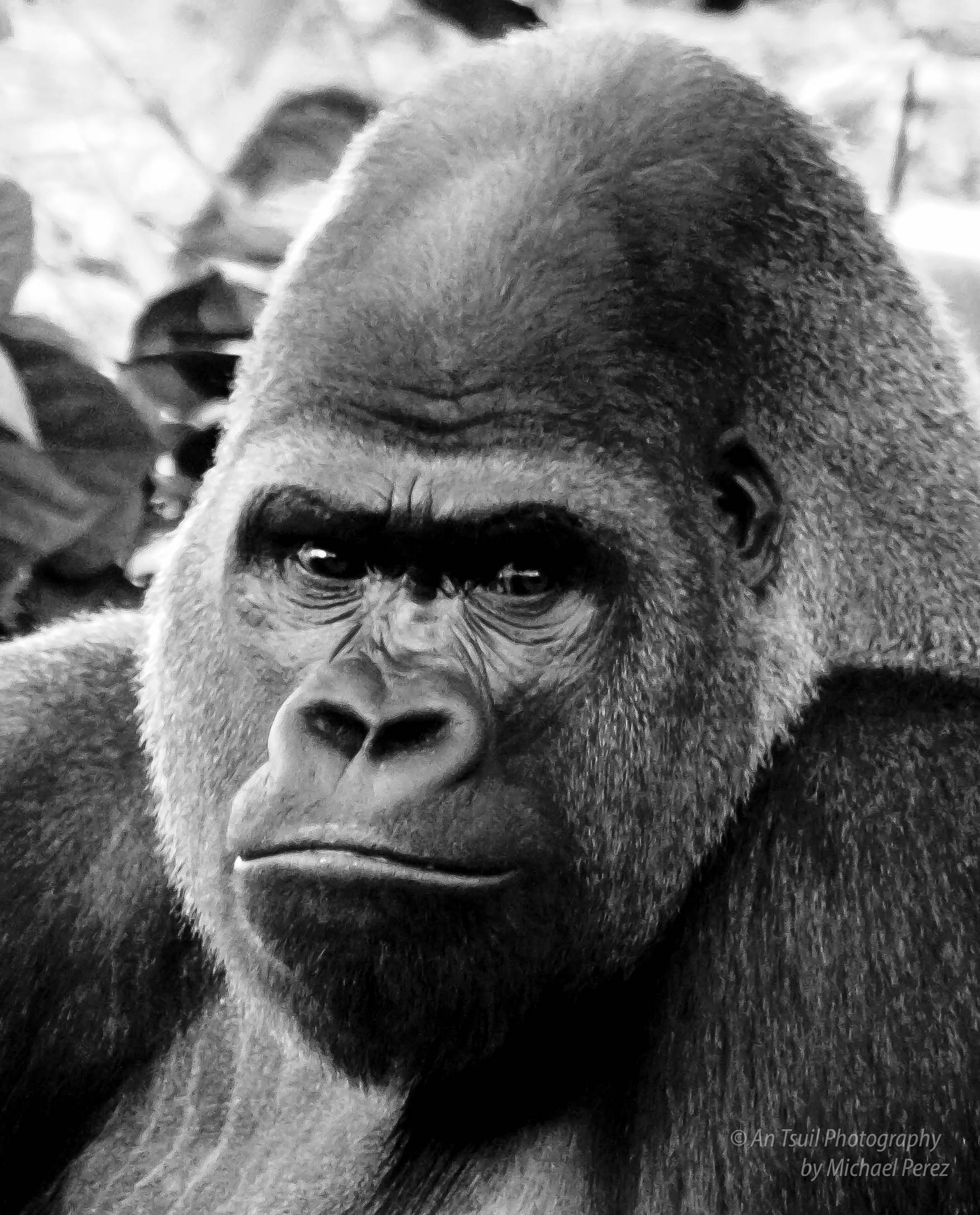 Animal Kingdom Gorilla.jpg