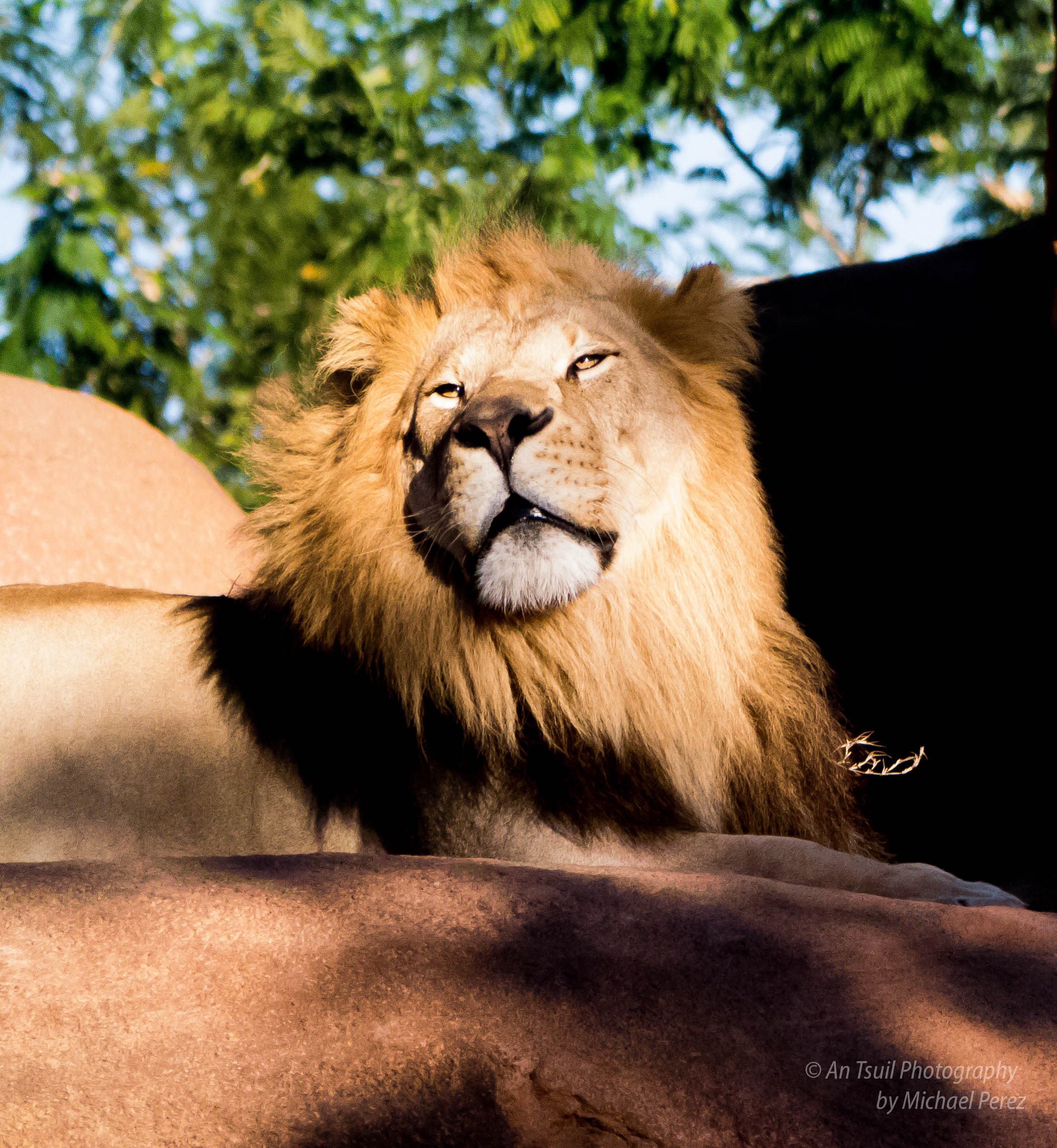 Animal Kingdom Lion.jpg