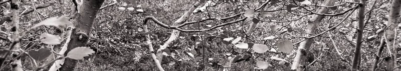 DSC02251-2.jpg