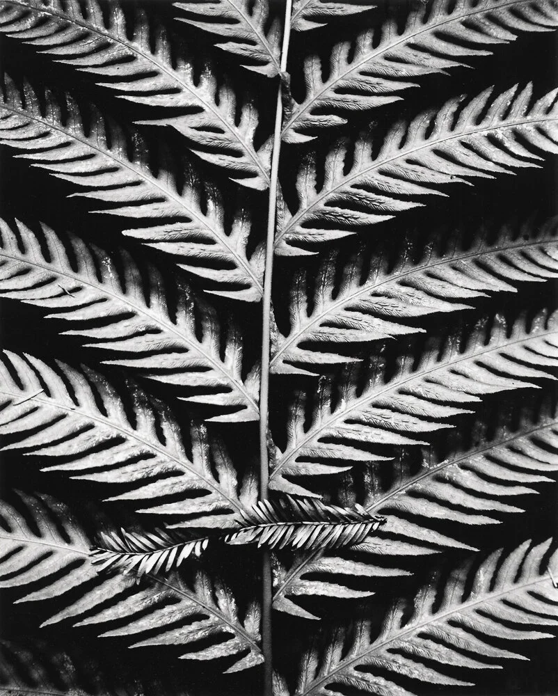 Fern 600dpi e newed-8.jpg