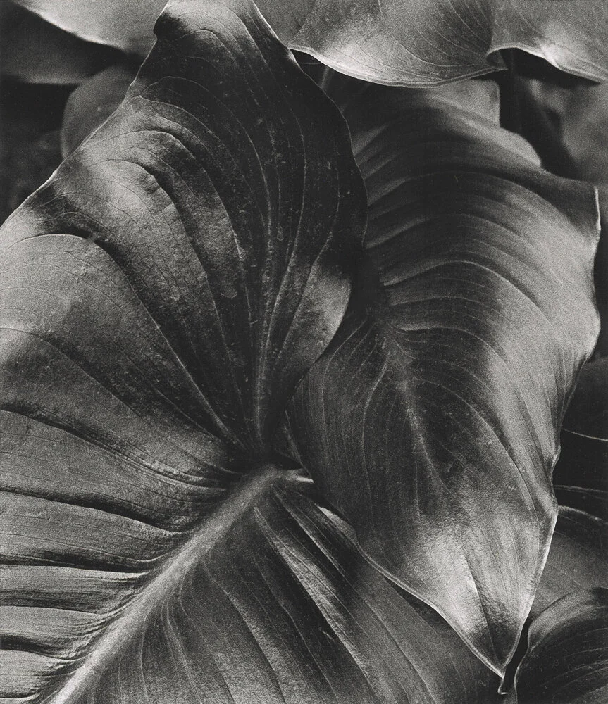 Calla Lily Leaves 300 e newed v7-3.jpg