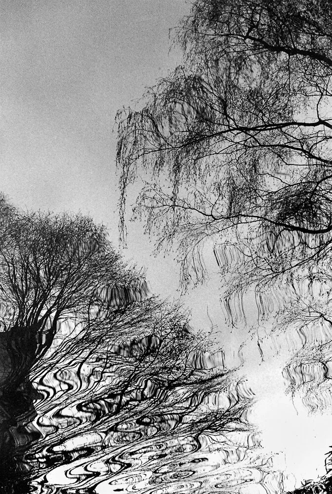 Tree Reflections I 300de2 newed-5.jpg