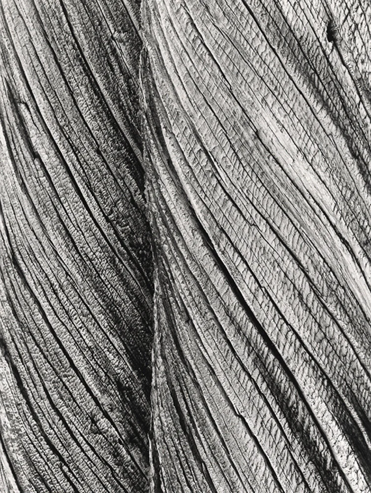 Two Trees 300 dpi e newed-13.jpg