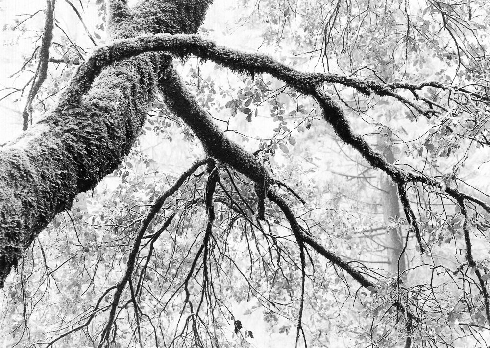 Branches reaching 300 e3 cc3-1.jpg