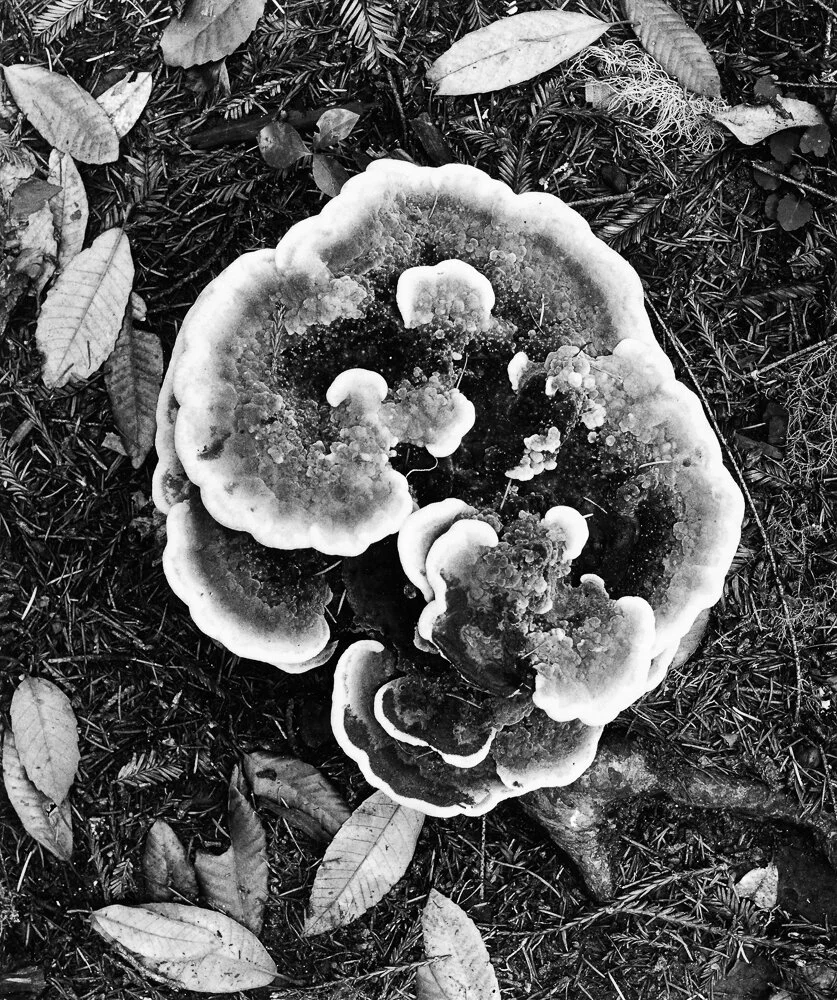 Fungus 300dpi efrom600 cc3-2.jpg