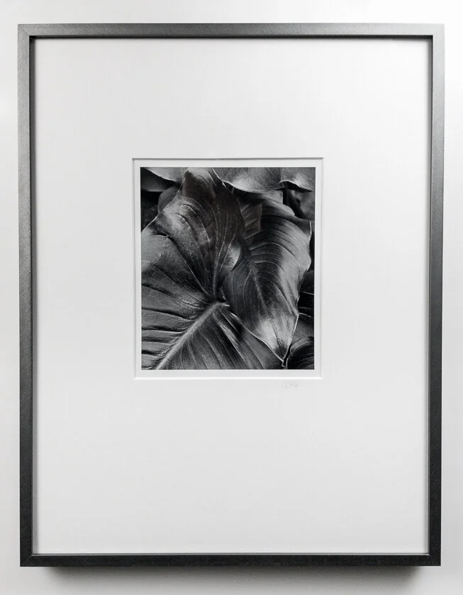 Calla Lily Leaves frame Cindy Stokes.jpg