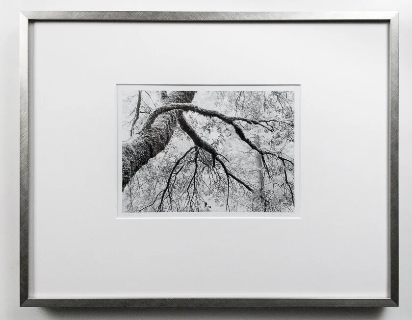 Branches Reaching frame Cindy Stokes.jpg