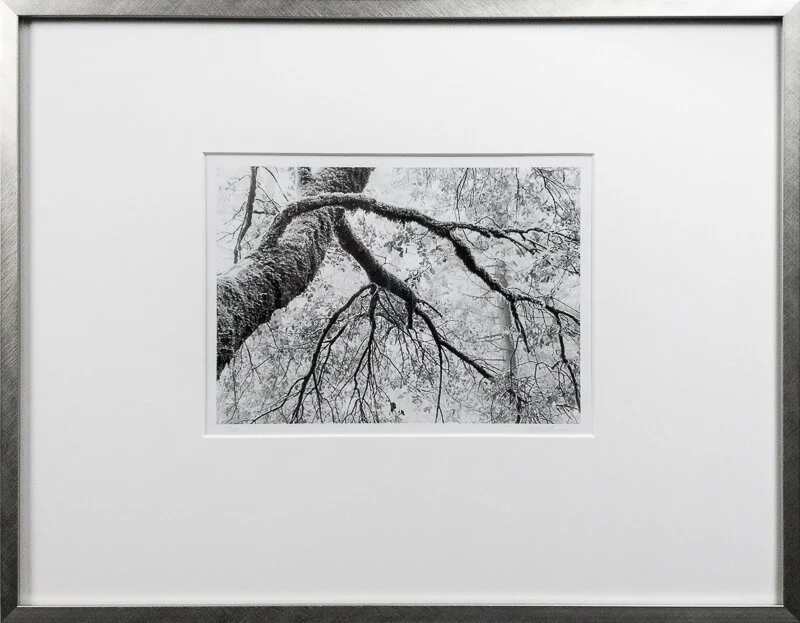 Branches reaching crop.jpg