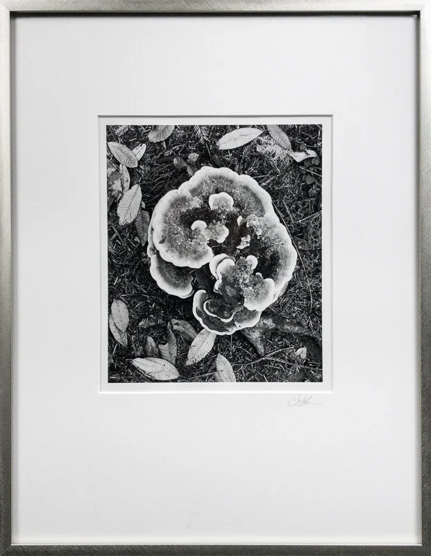 Polypore spirals crop Cindy Stokes.jpg