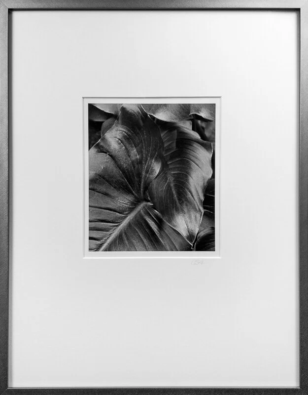Calla Lily Leaves crop Cindy Stokes.jpg