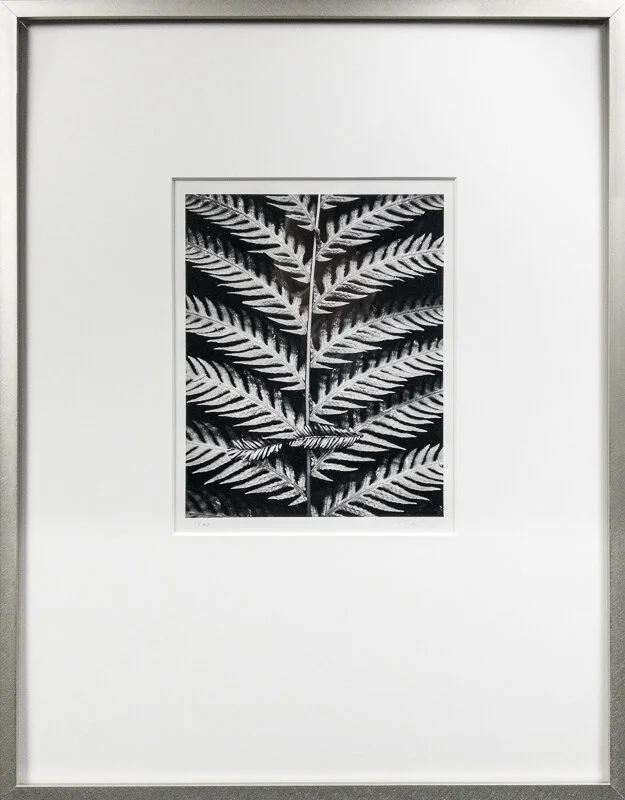 Fern crop Cindy Stokes.jpg