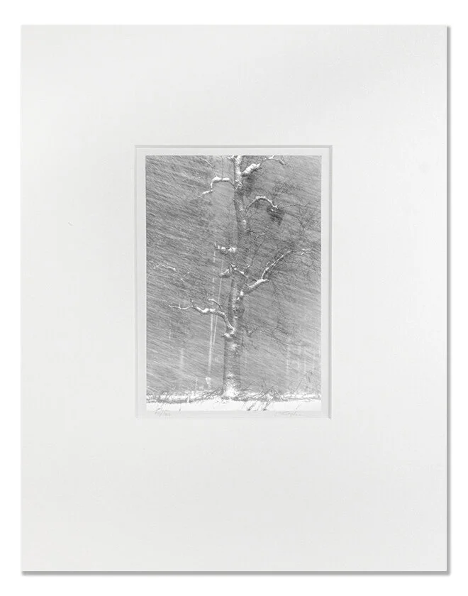 tree in snowstorm I Cindy Stokes 11x14shad.jpg