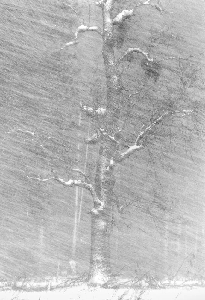 Tree in Snowstorm I full3.jpg