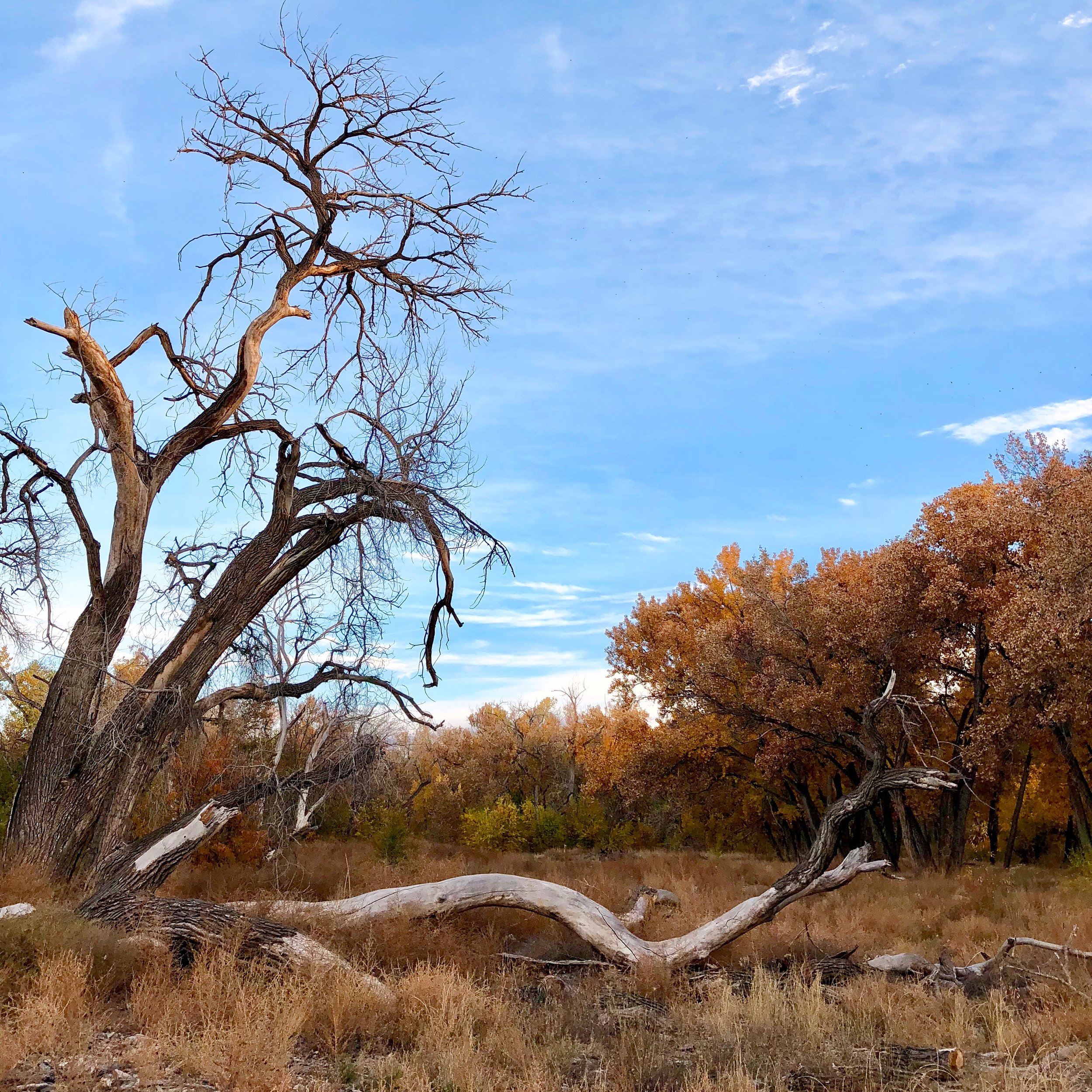 Paseo del Bosque Trail / Albuquerque, New Mexico U.S.A.