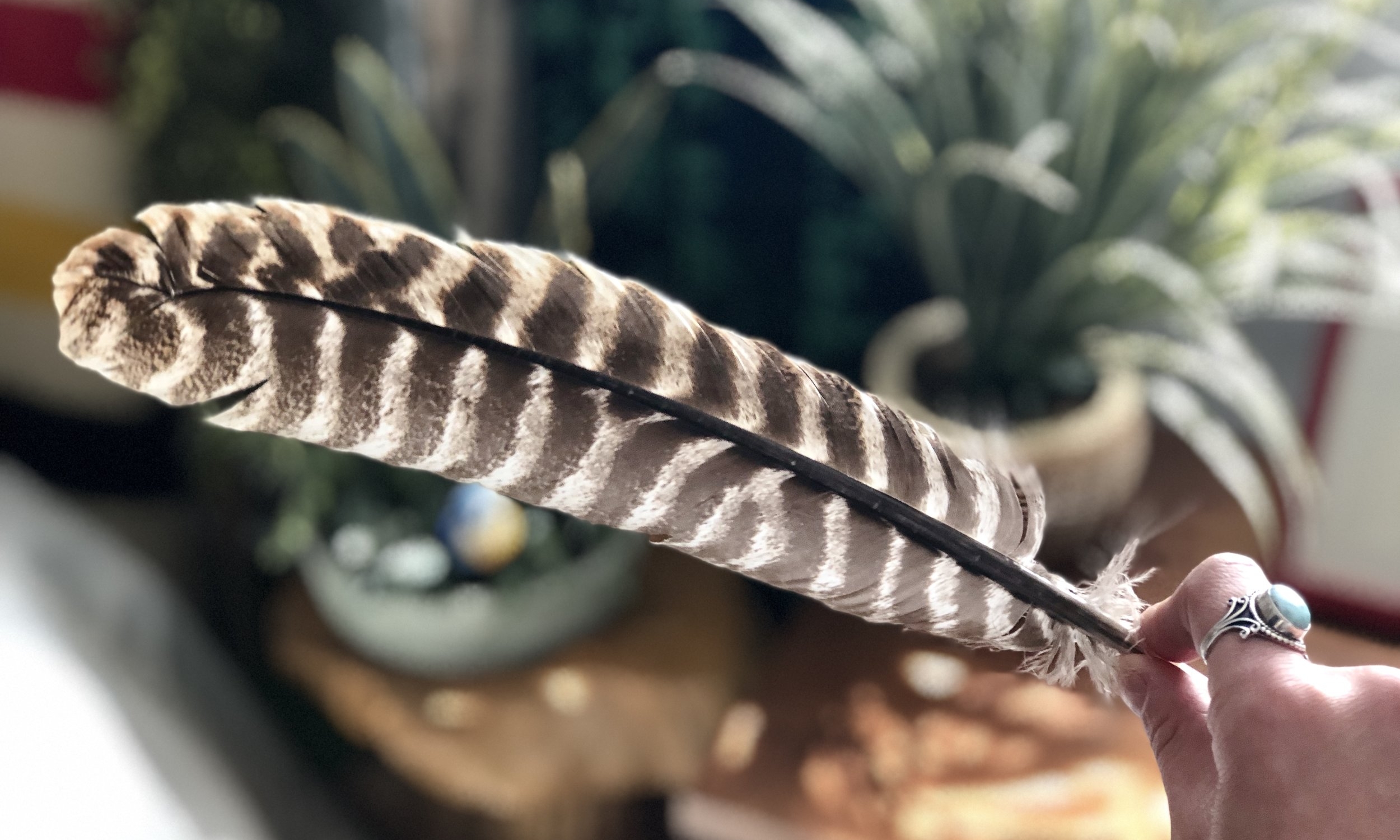 Turkey Feather for Sage Clearing