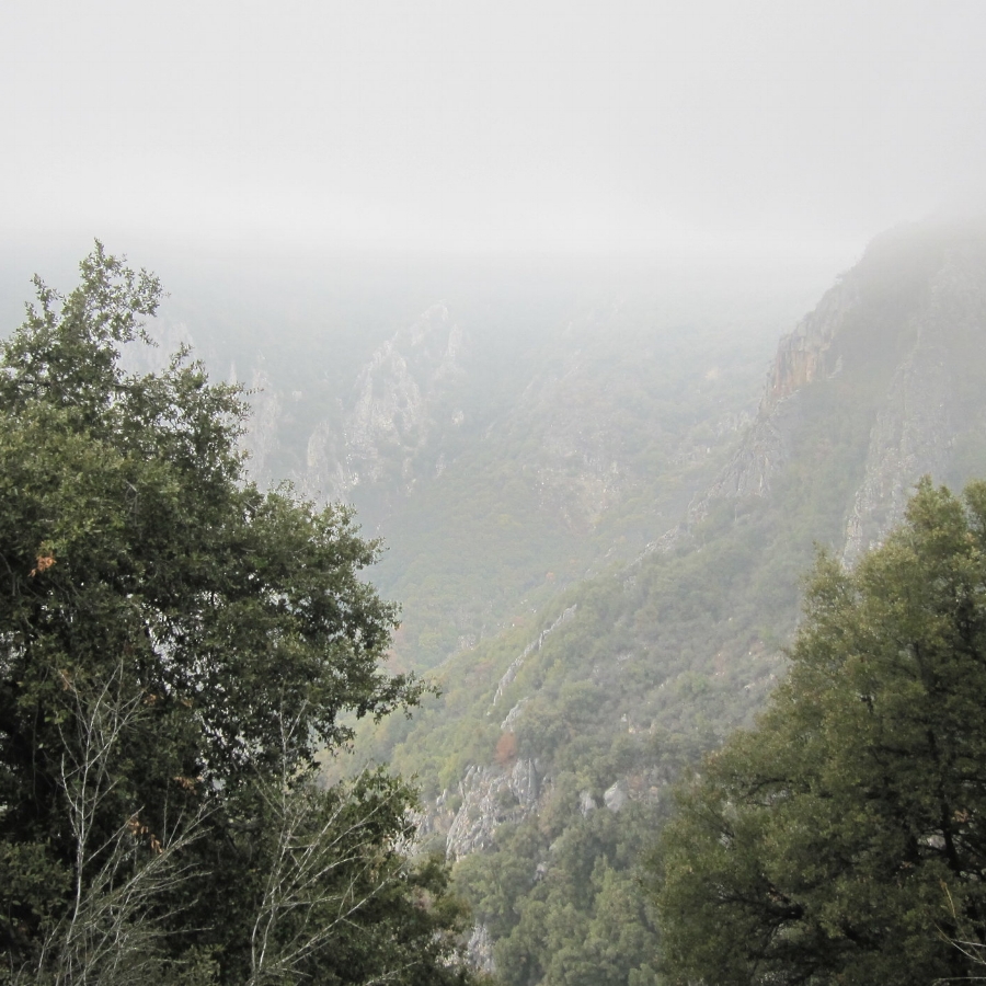 Fog-Sequoia-Trees.jpg