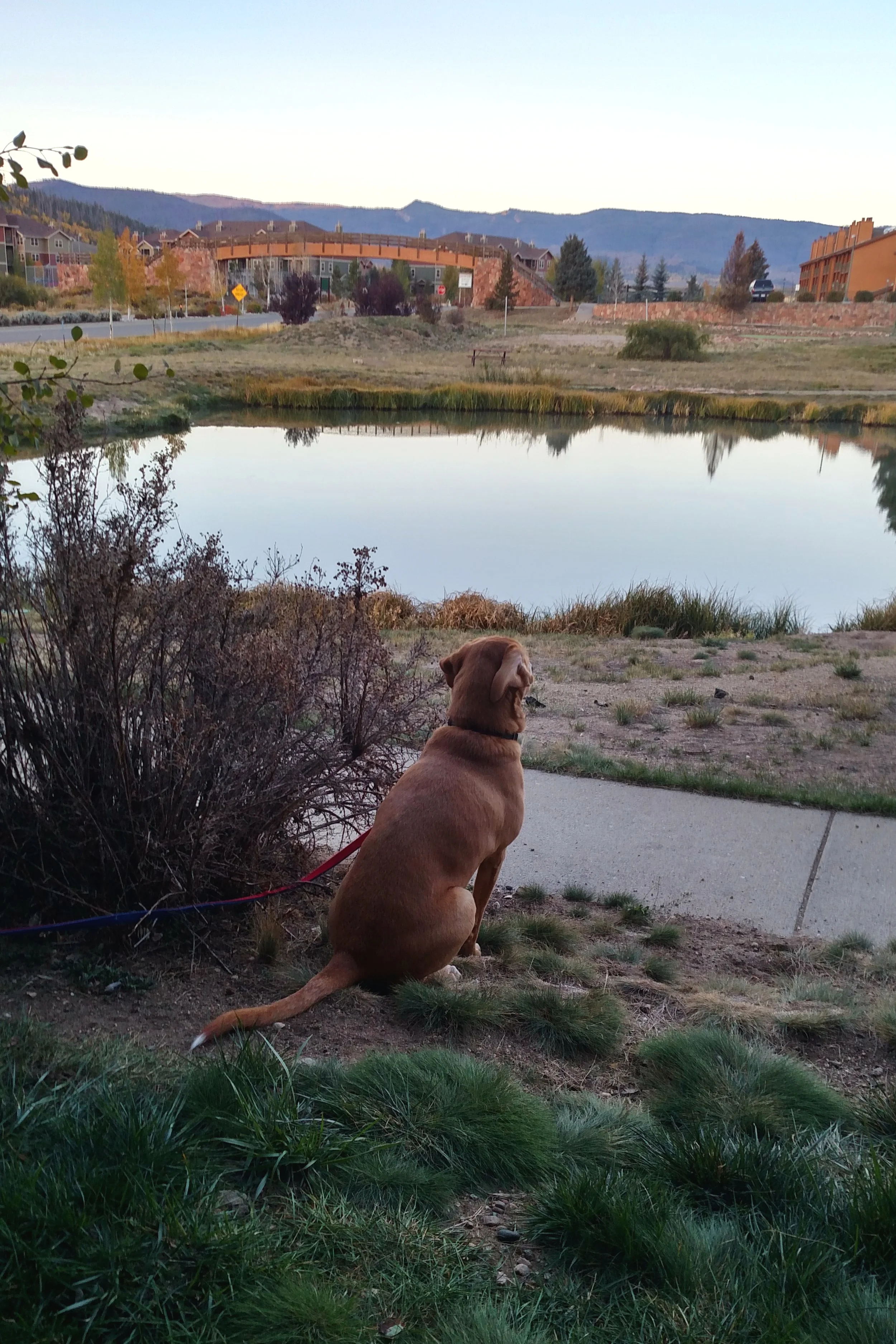 Lorri’s dog, Buddy