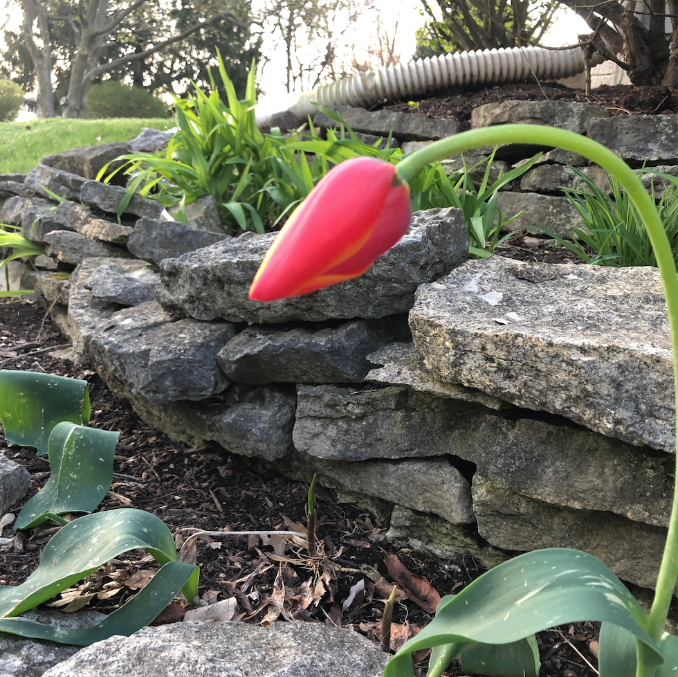 Lessons from Flowers — Held In The Heart