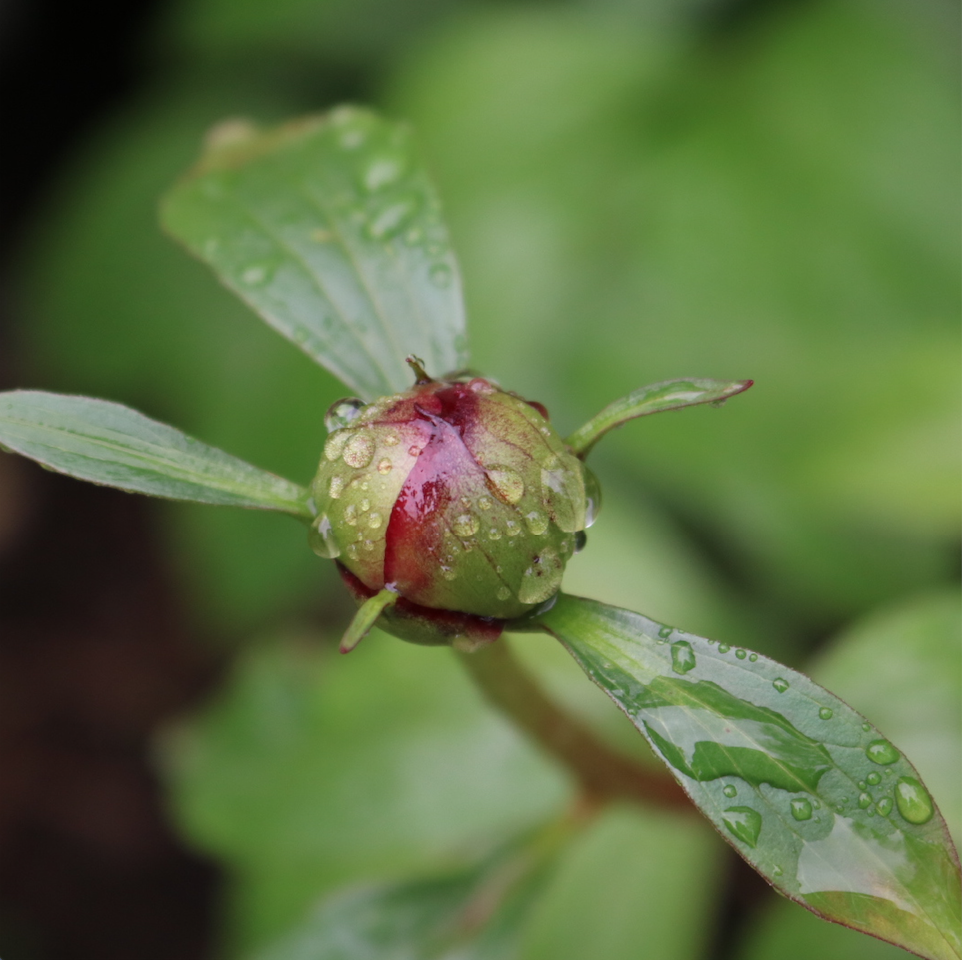 Lessons from Flowers