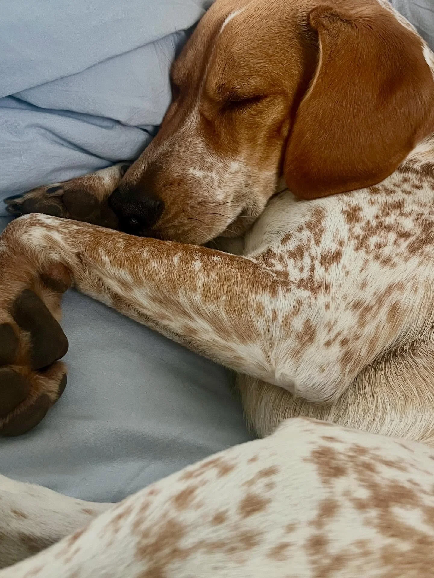 I haven&rsquo;t posted anything to my feed here in over a year now.. not intentional, but here we are. This girl 🐶 is a major part of where my focus has been, though the other truth is that life has simply been relentlessly challenging the last coup