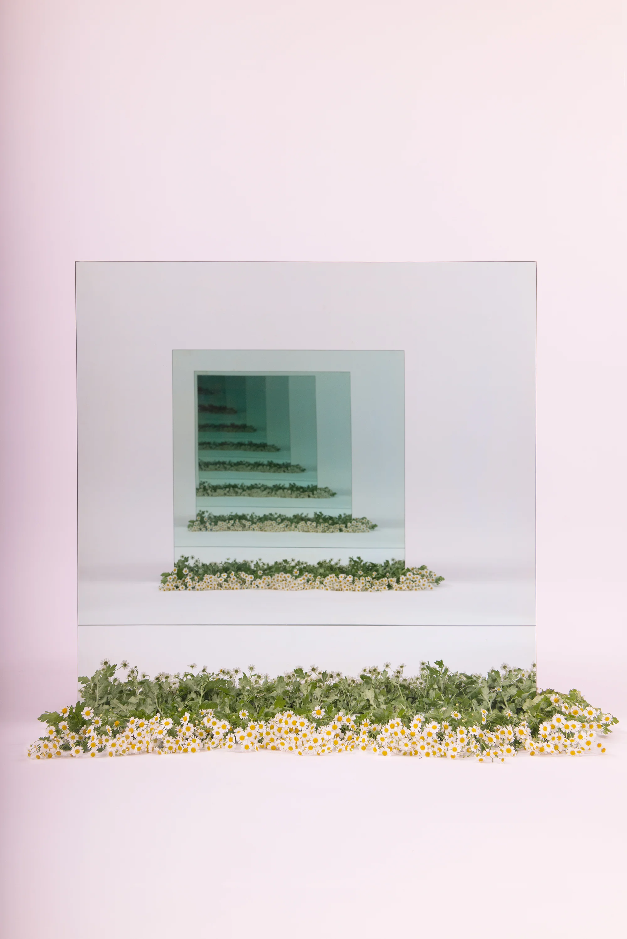 Chamomile Speculation