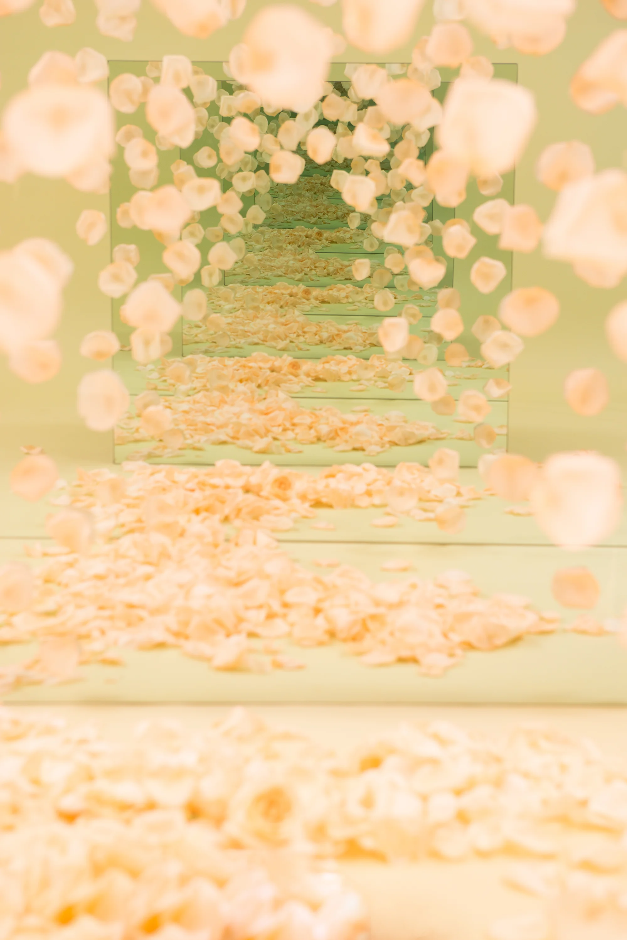 Peach Petal Speculation