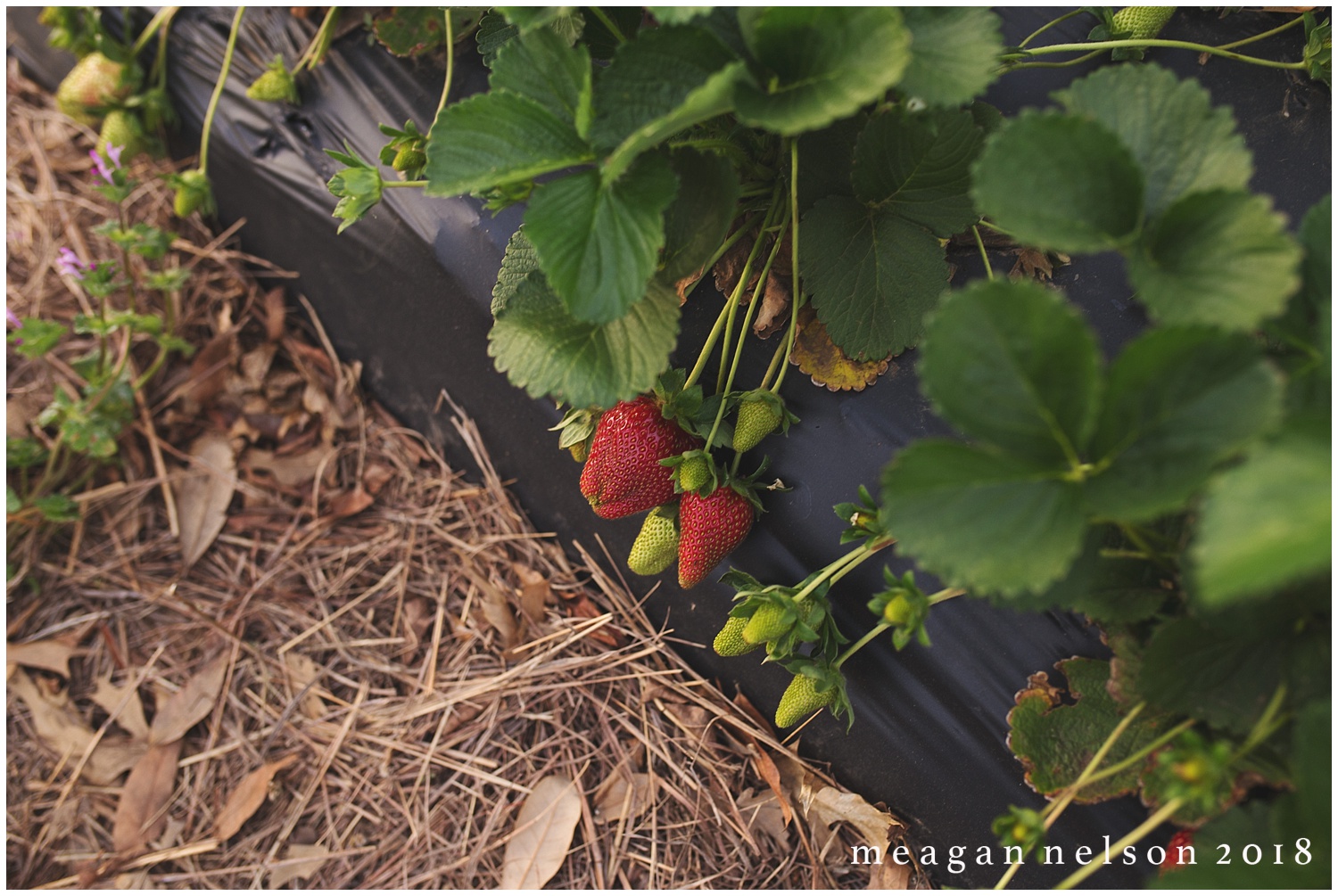 strawberry_patch_session_fort_worth_photographer01.jpg