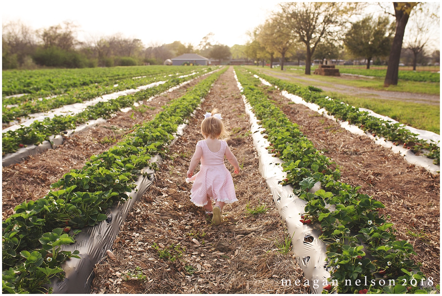 strawberry_patch_session_fort_worth_photographer49.jpg