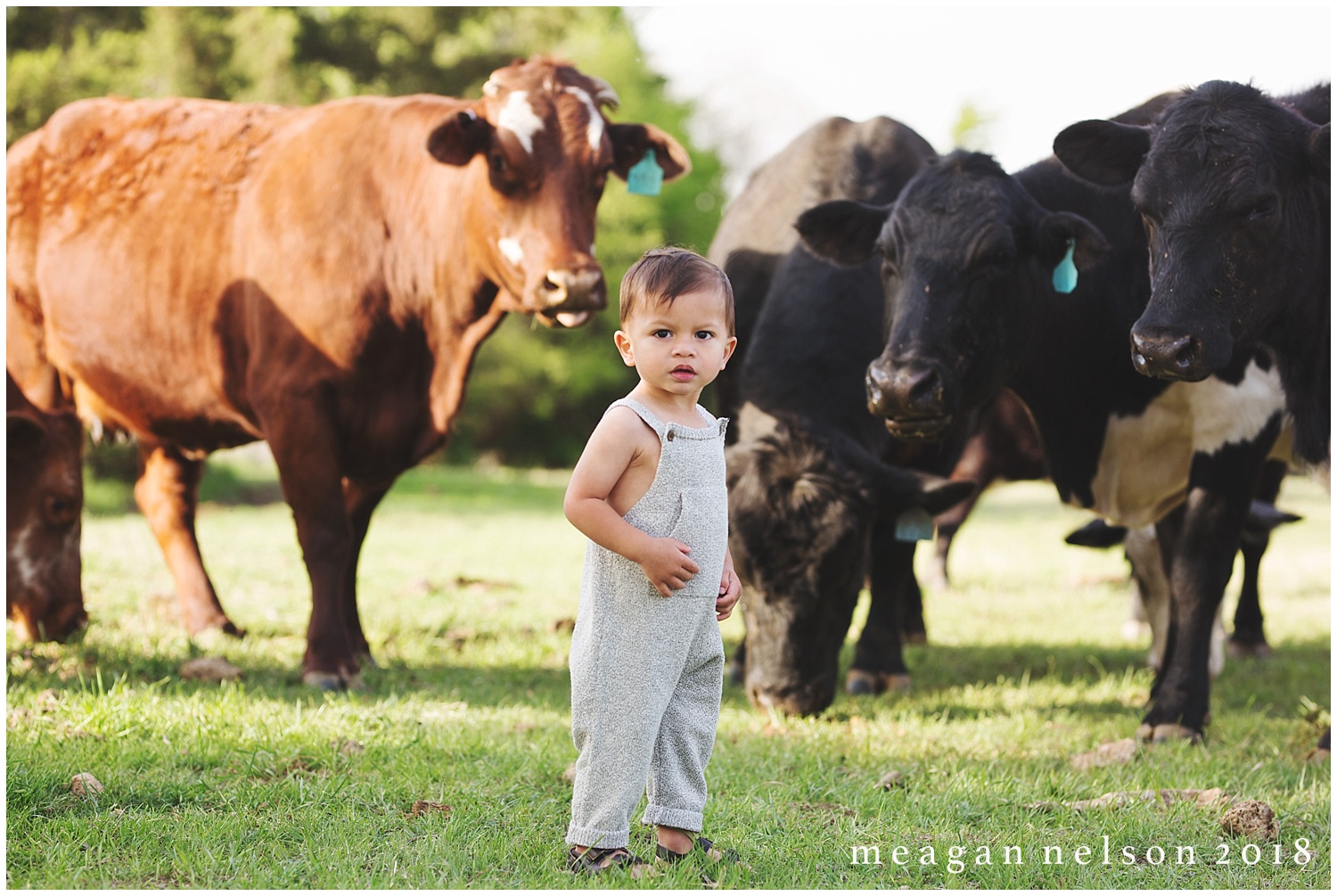 fort_worth_family_photographer_cow_mini_sessions034.jpg