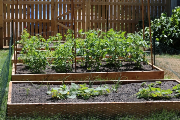 The beds - thank you to The Food Project!