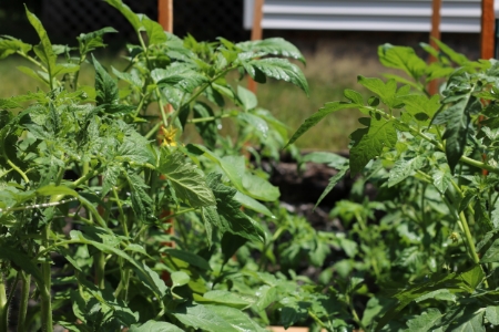 Tomatoes