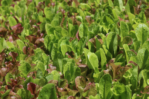 "Salad Mix"