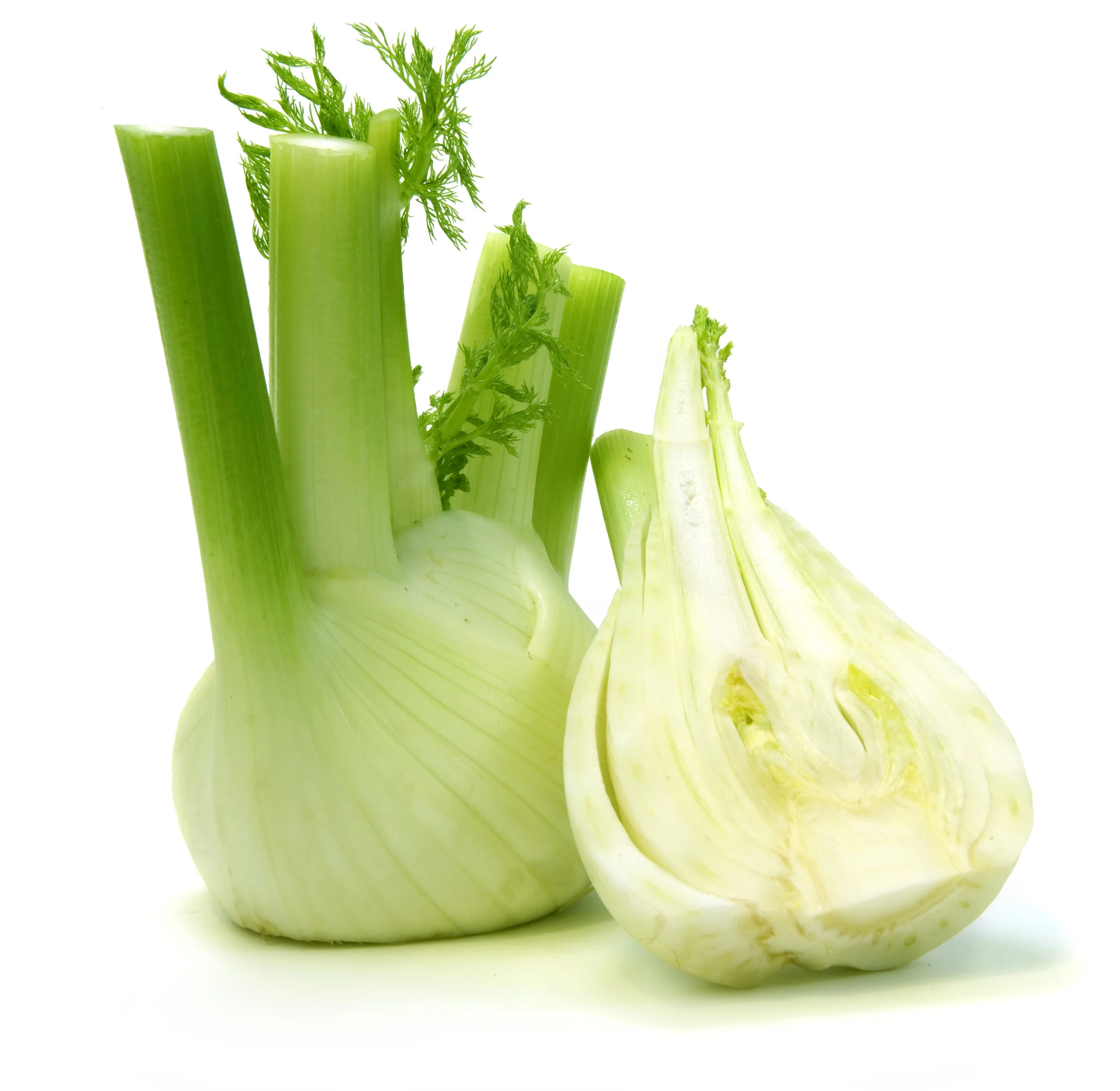 Fennel.jpg