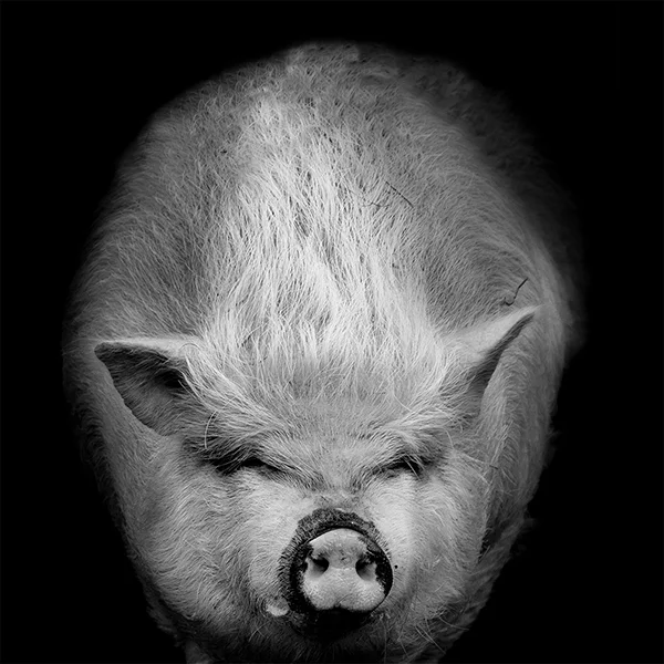 pigportraitsquare.jpg