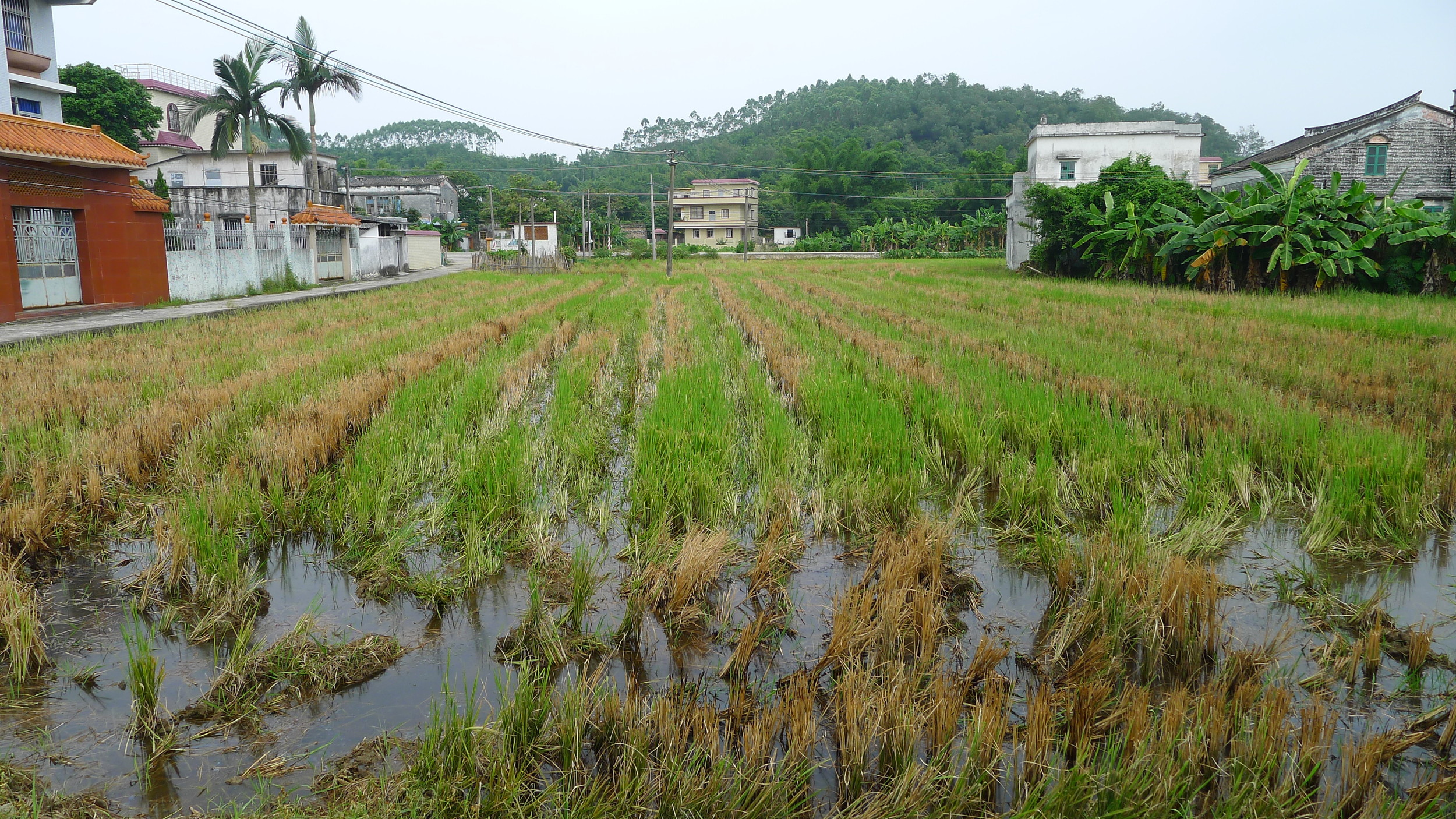 Rice paddies at the entrance of Michelle's maternal grandfather's village, Saam Baat, in Toisan