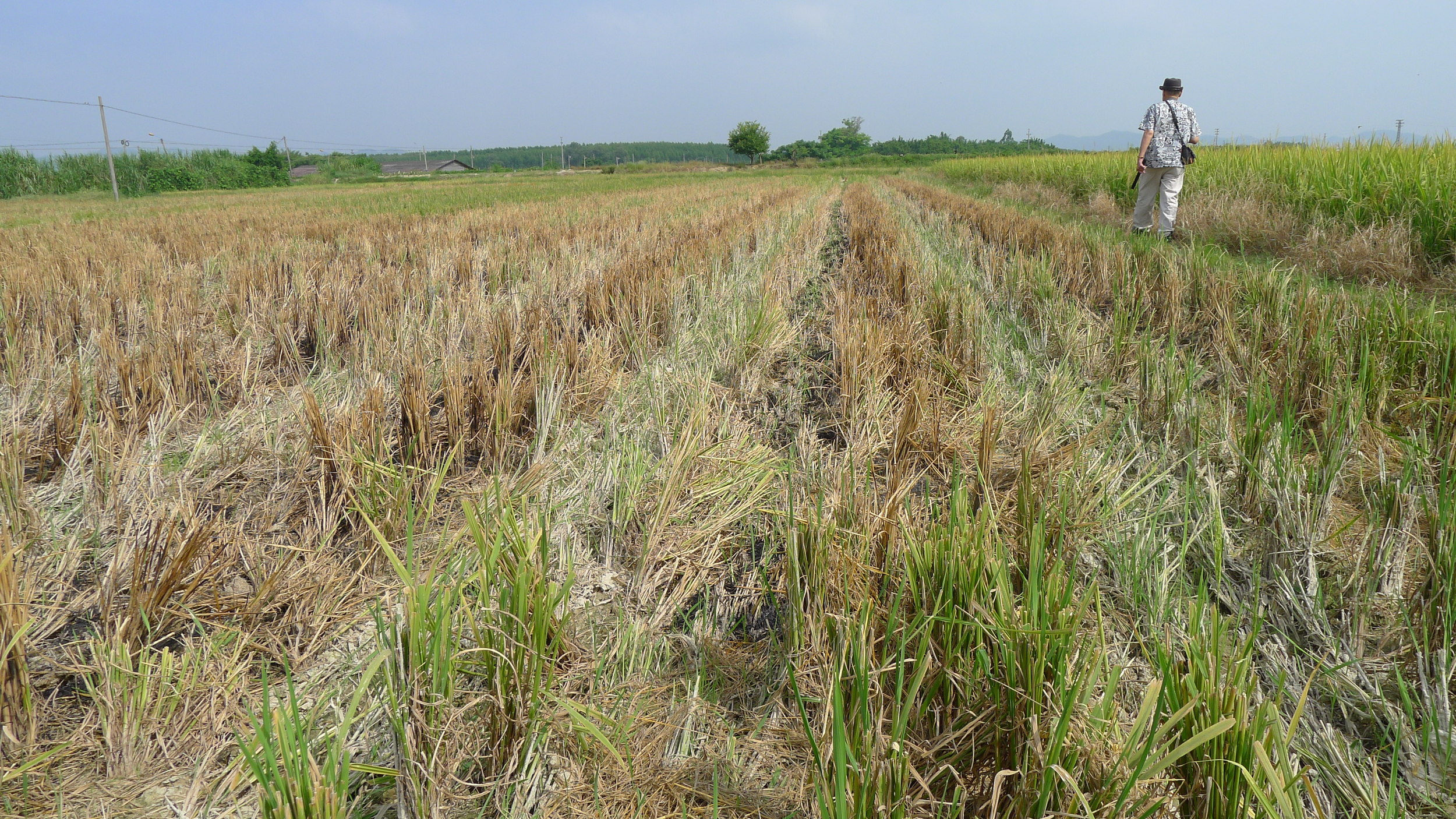 Al wanders through the soil around the village.