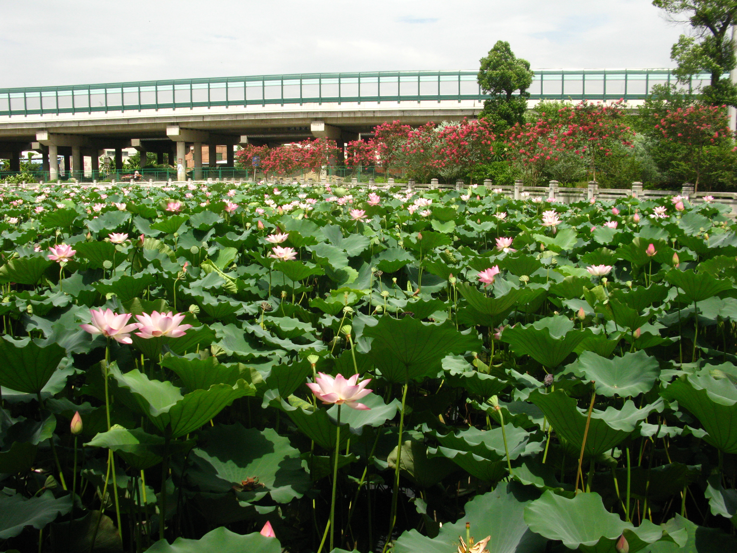 The lotus pad field at the entrance of the ancestral village.