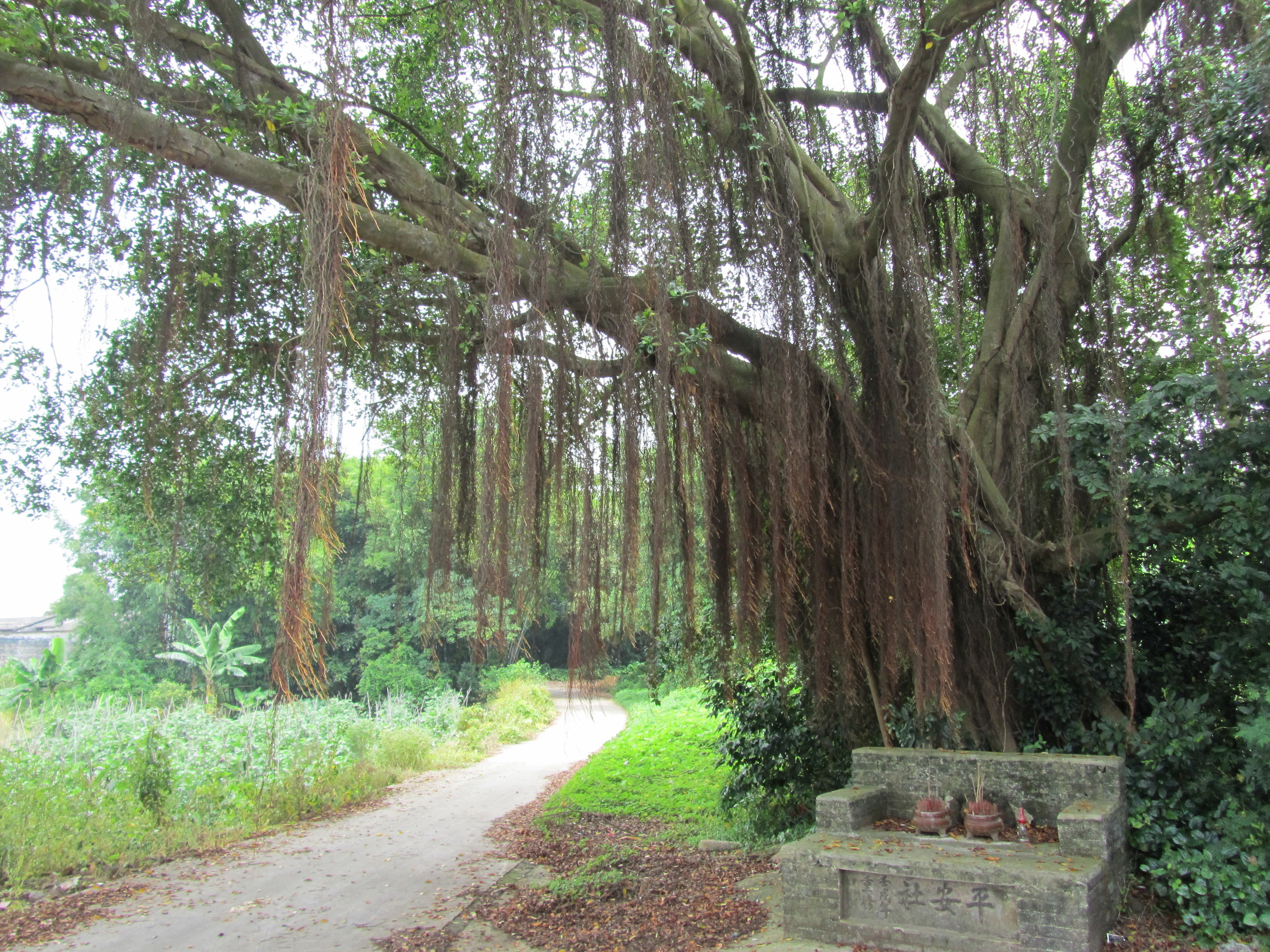The hundred year old banyan tree at the entrance of the village.