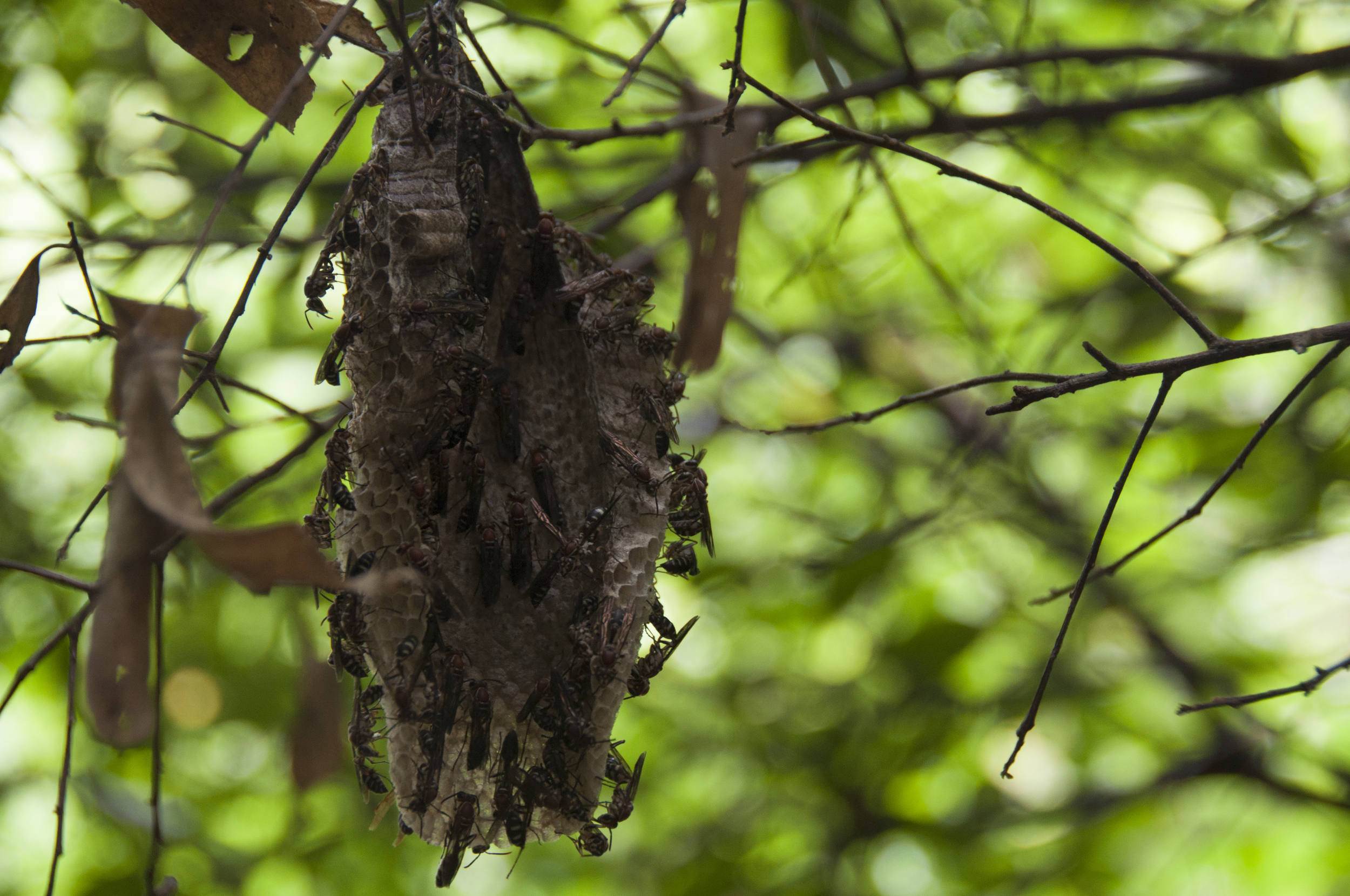 A hornets nest being built in the middle of the path that led to where my grandfather and great-grandfather used to be buried.