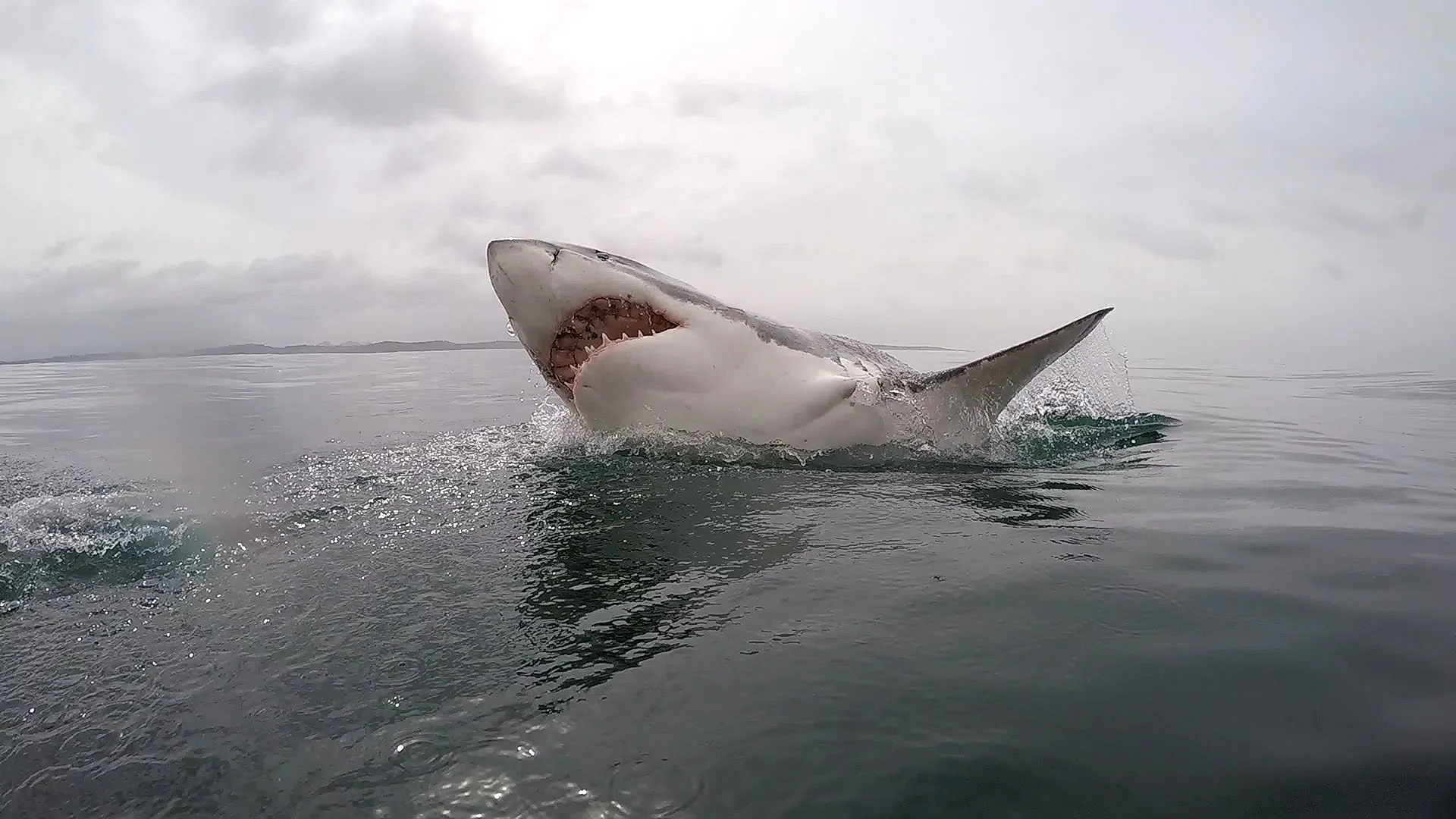 WW-QA-5-great-white-shark.jpg