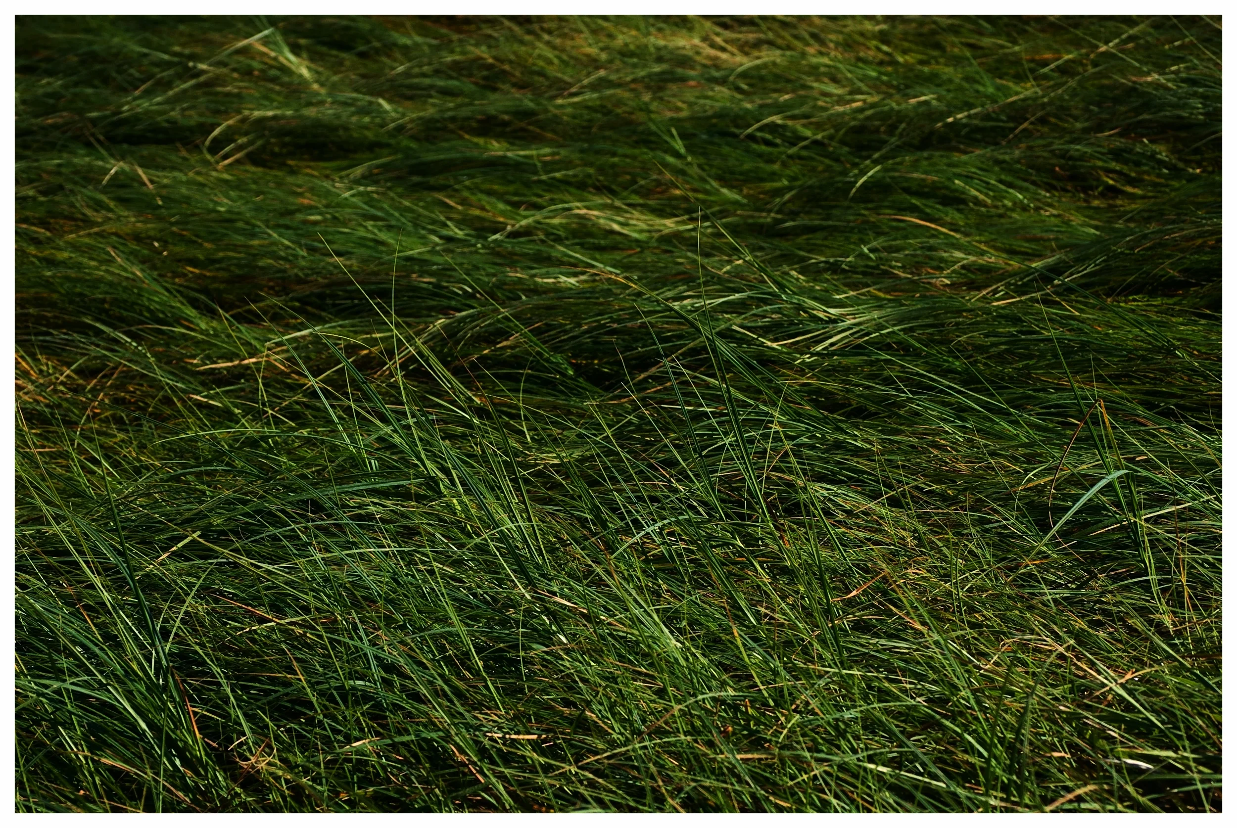 green-field.jpg