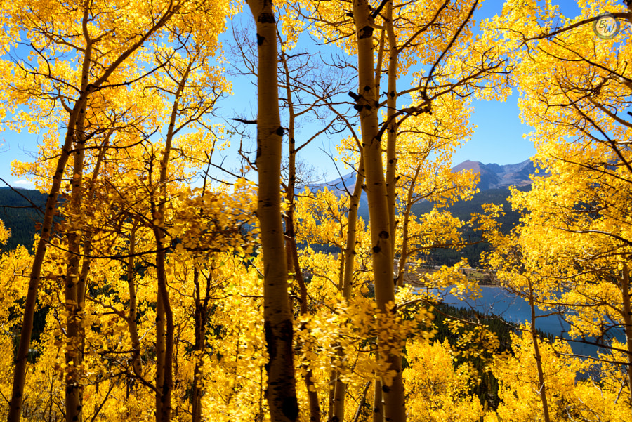Wall of Gold