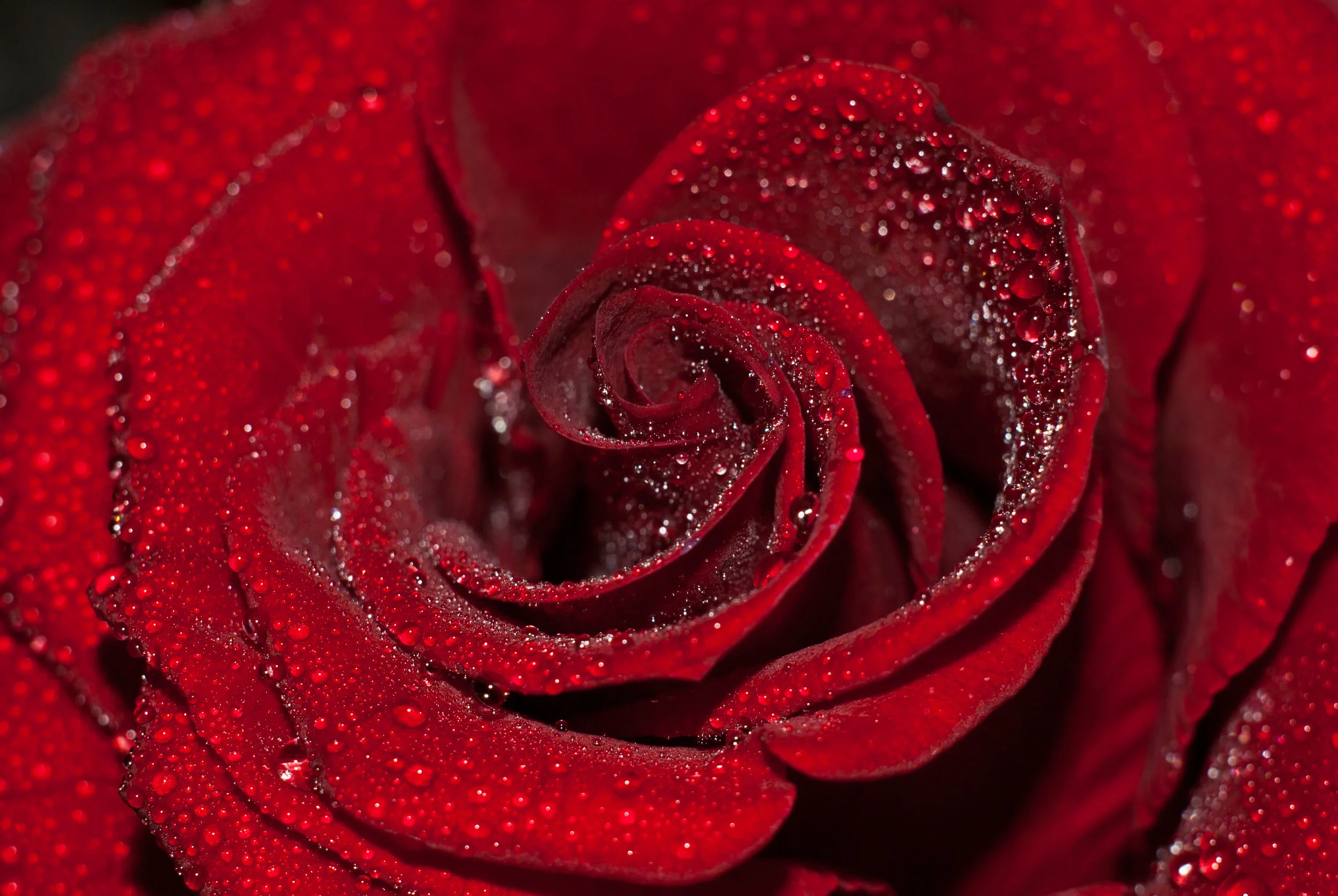 Red Rose.jpg