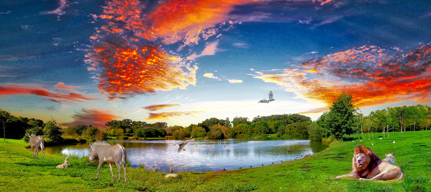 animal sunset.jpeg