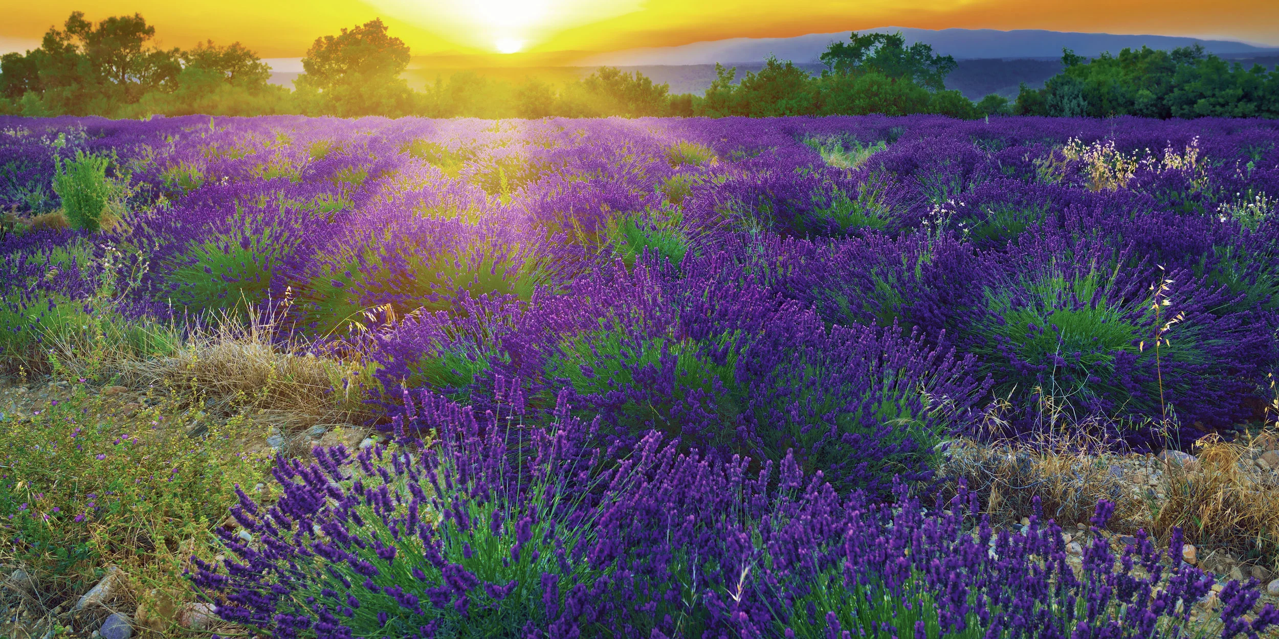 lavender fields sunset_HDR Small.jpg