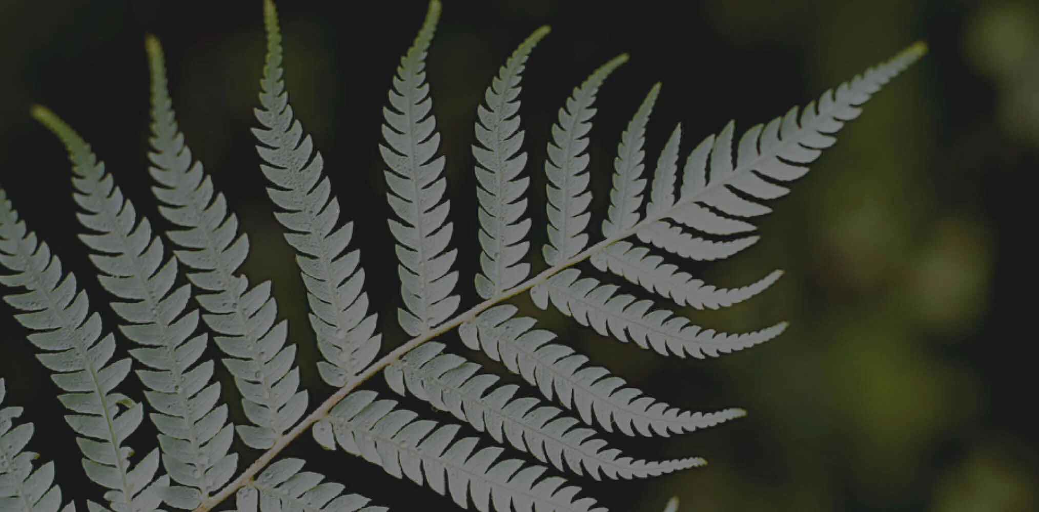 header-images-updated-202010.jpg